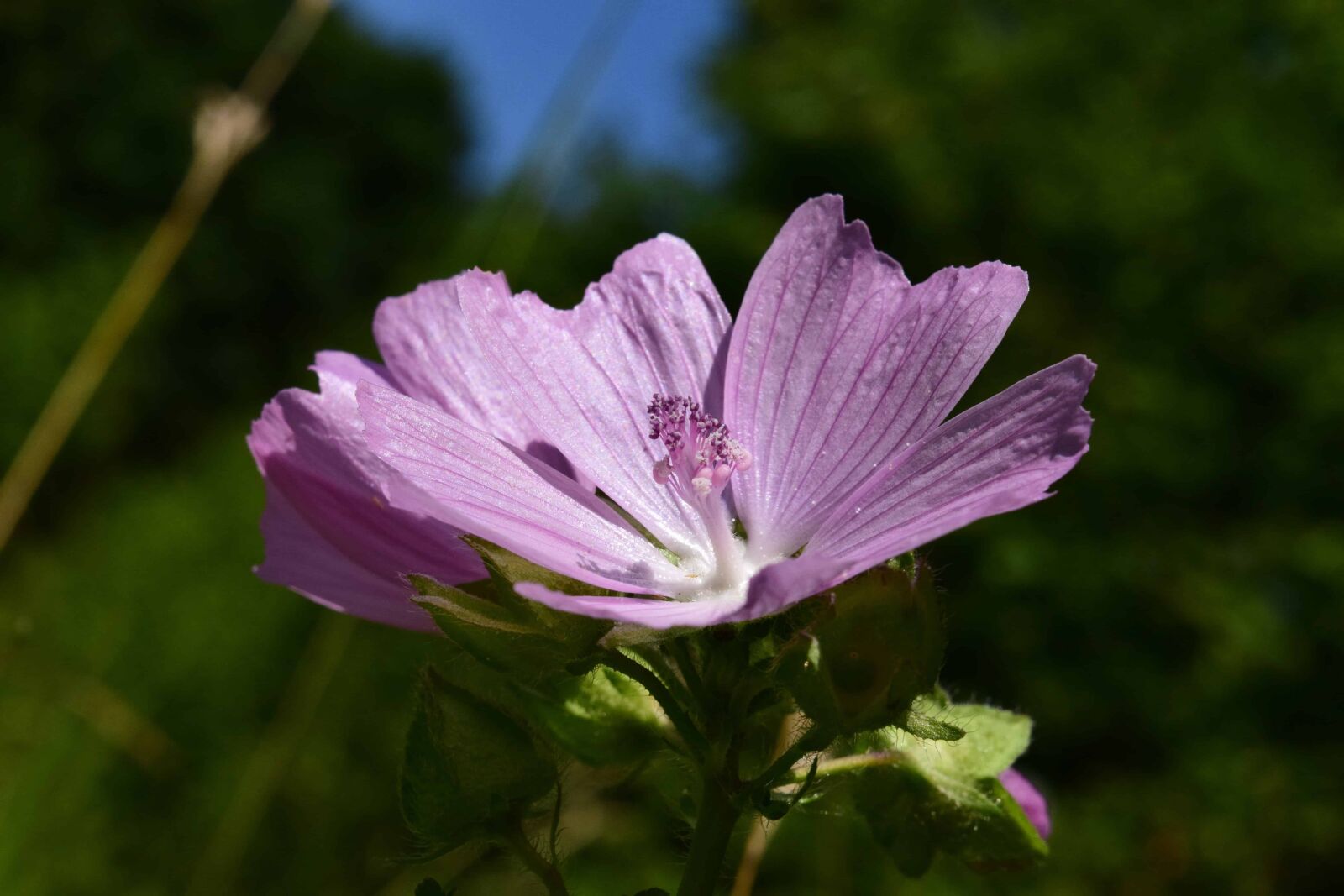 Nikon D3300 sample photo. Garden, nature, leaf, summer photography