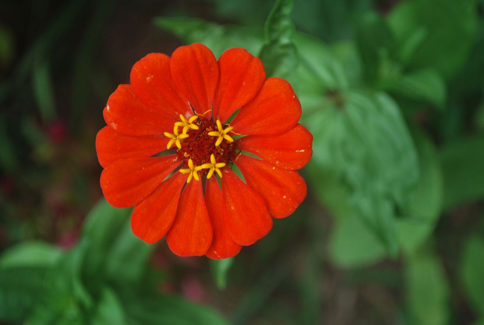 Nikon D60 sample photo. Flower, zinnia, red photography