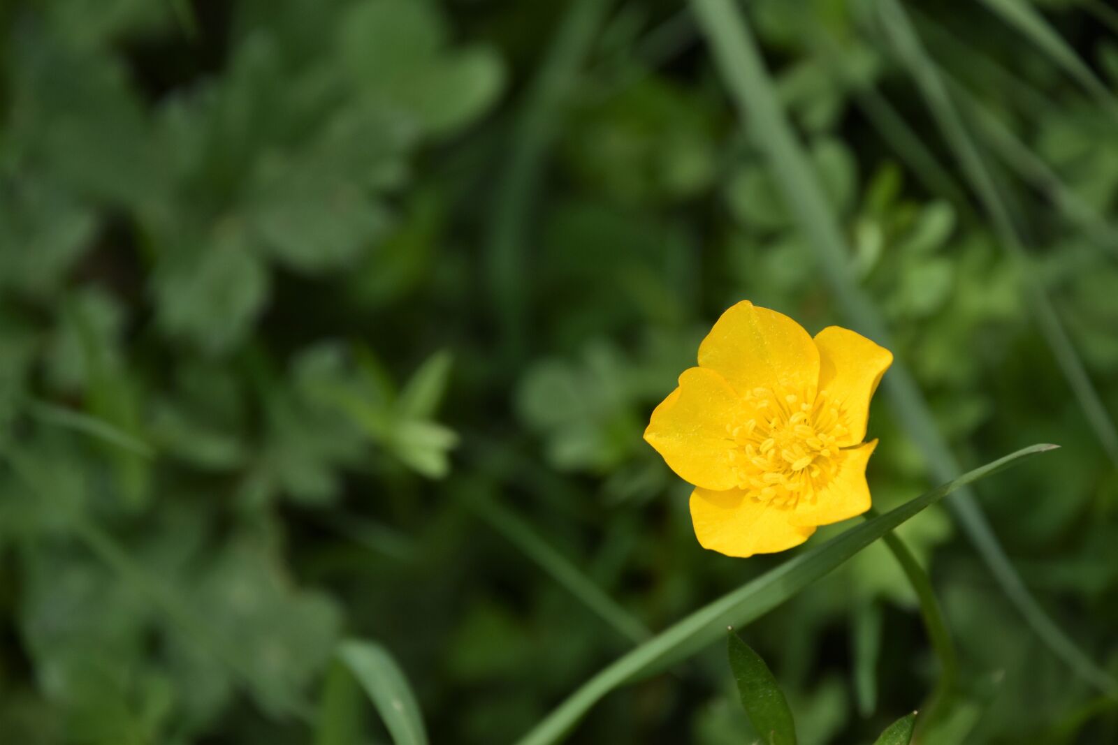 Nikon D5600 sample photo. Nature, plant, summer photography