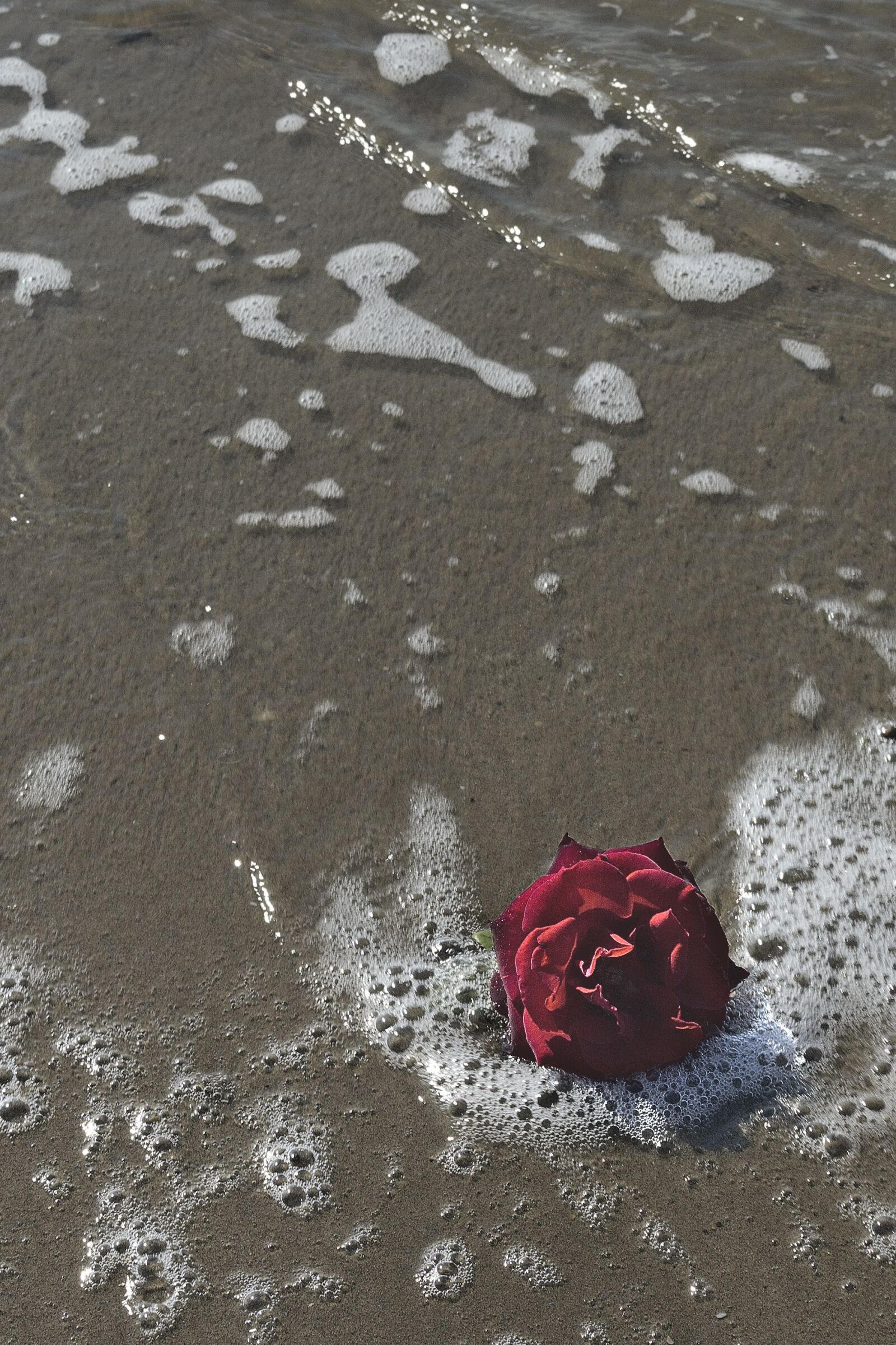 Canon EOS 1200D (EOS Rebel T5 / EOS Kiss X70 / EOS Hi) sample photo. Sea, rosa, romantic photography
