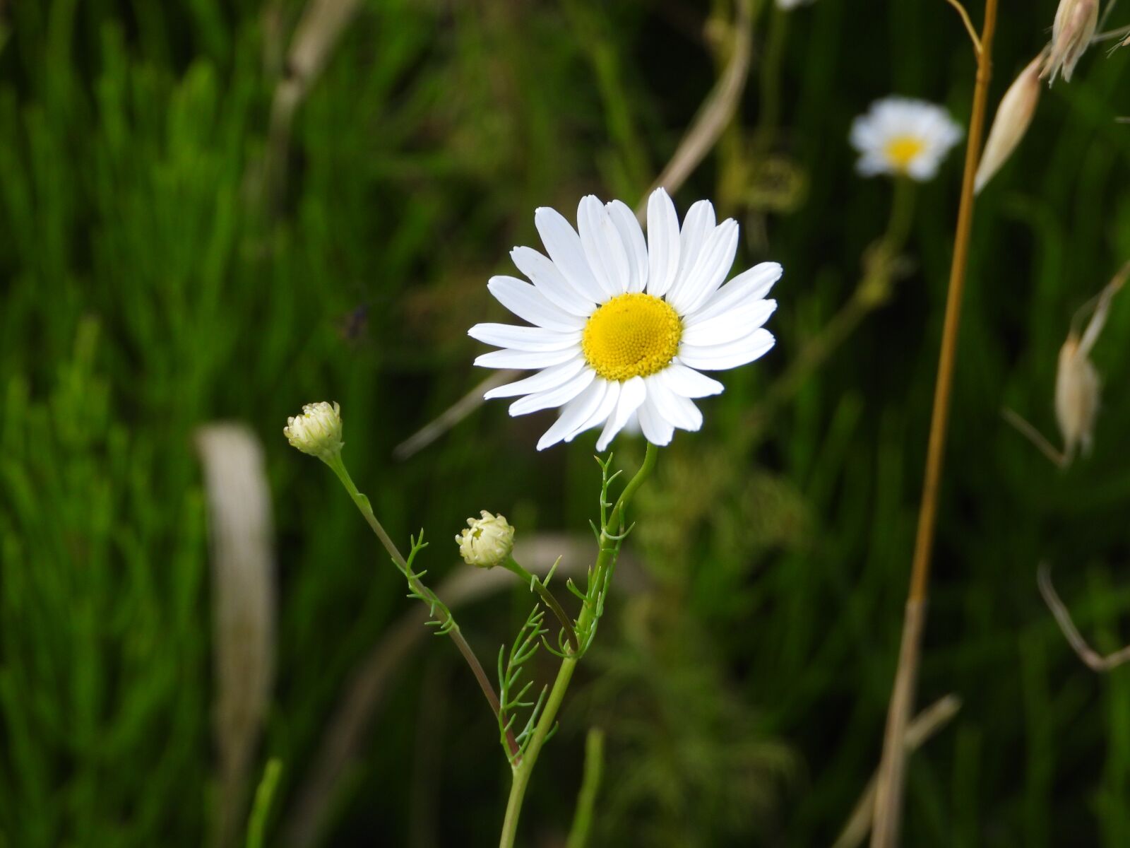 Nikon Coolpix P1000 sample photo. Chamomile, flower field, summer photography