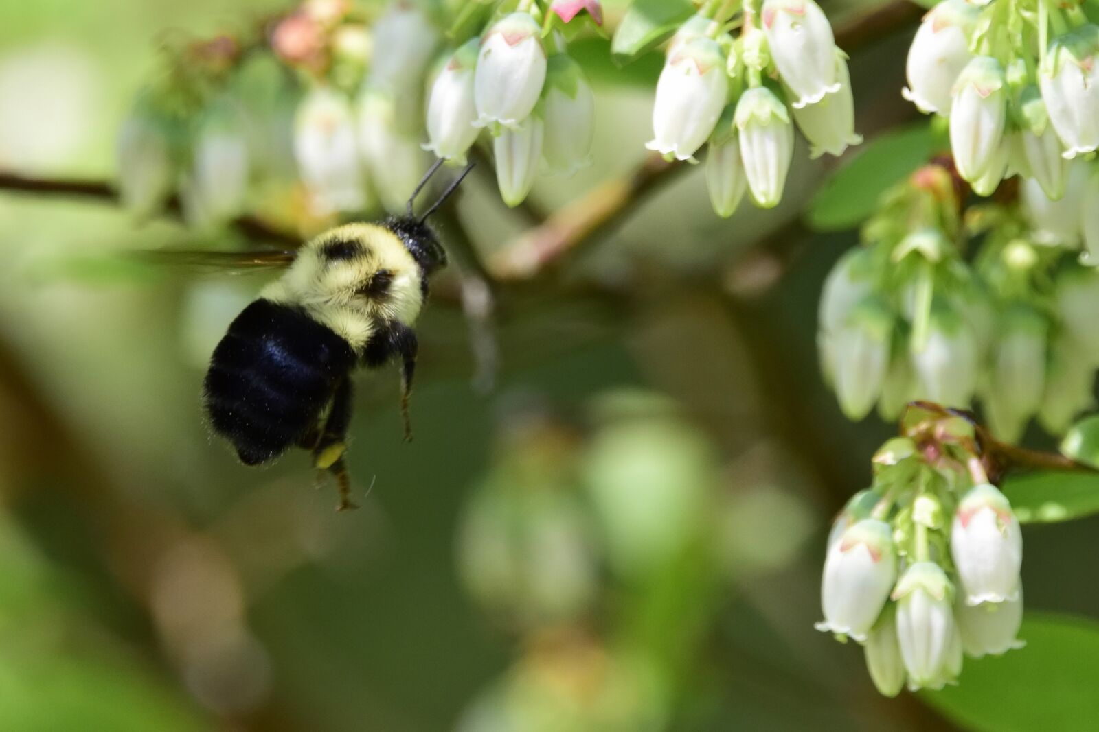 Nikon D3300 sample photo. Bee, spring, nature photography