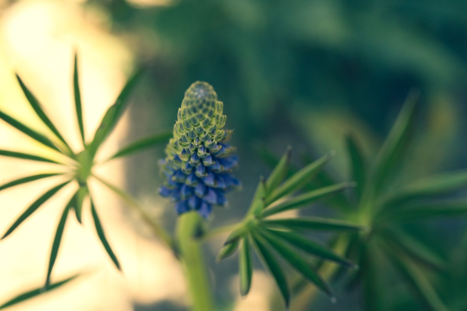 Canon EOS R sample photo. Lupin, flower, nature photography