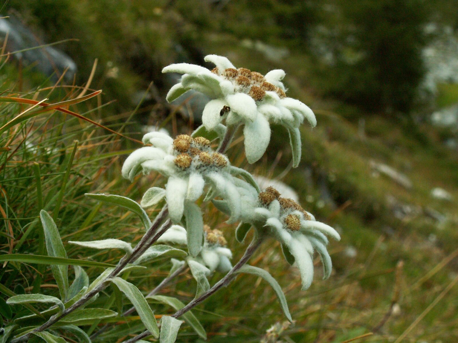 KONICA MINOLTA DiMAGE Z3 sample photo. Edelweiss, alps, mountains photography