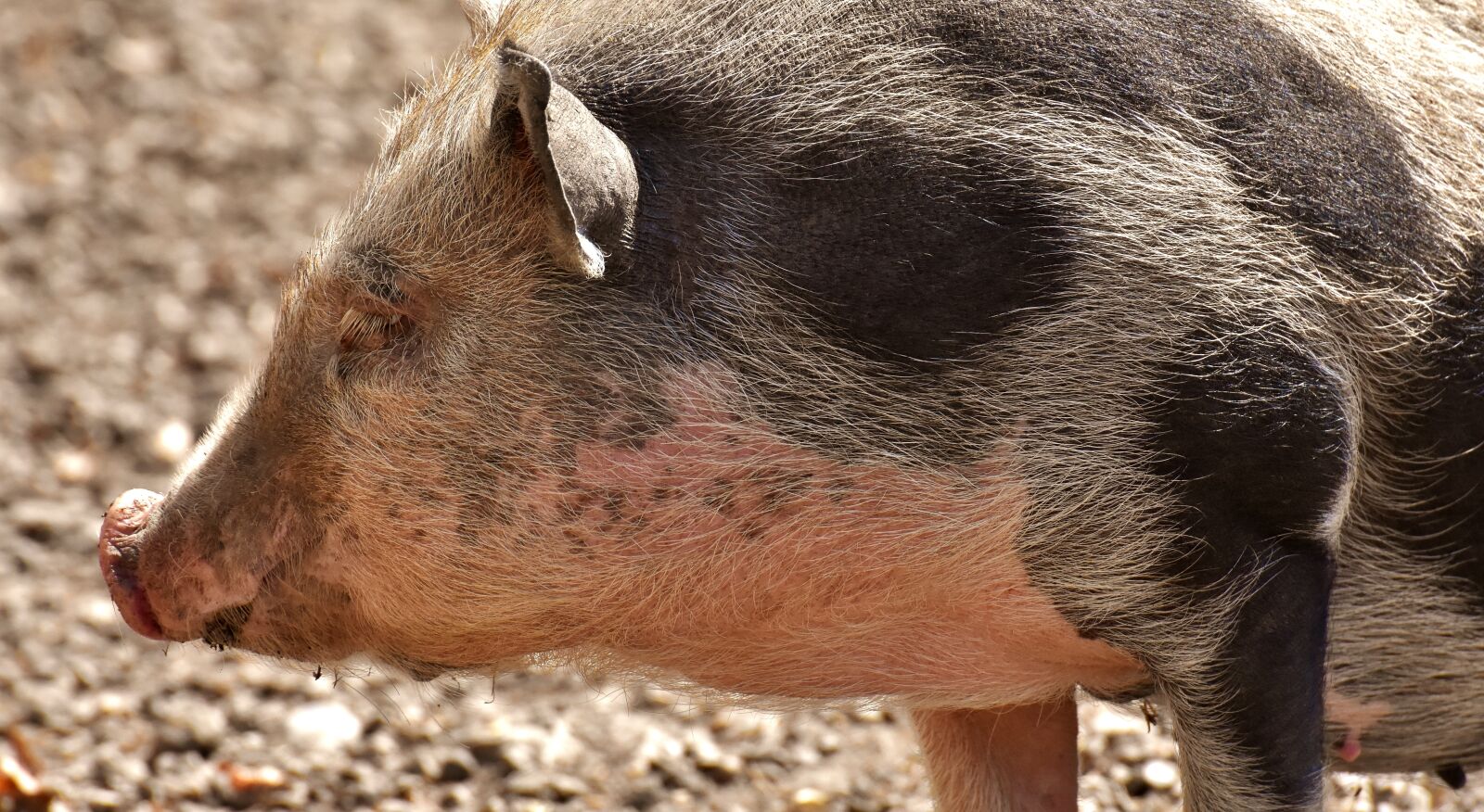 Nikon D7200 sample photo. Pot bellied pig, piglet photography