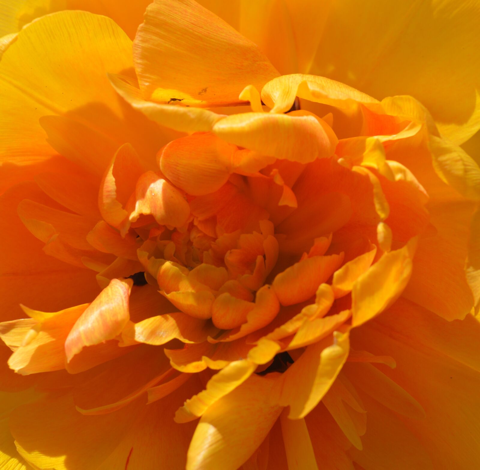 Nikon D3200 sample photo. Tulip, flower, spring photography