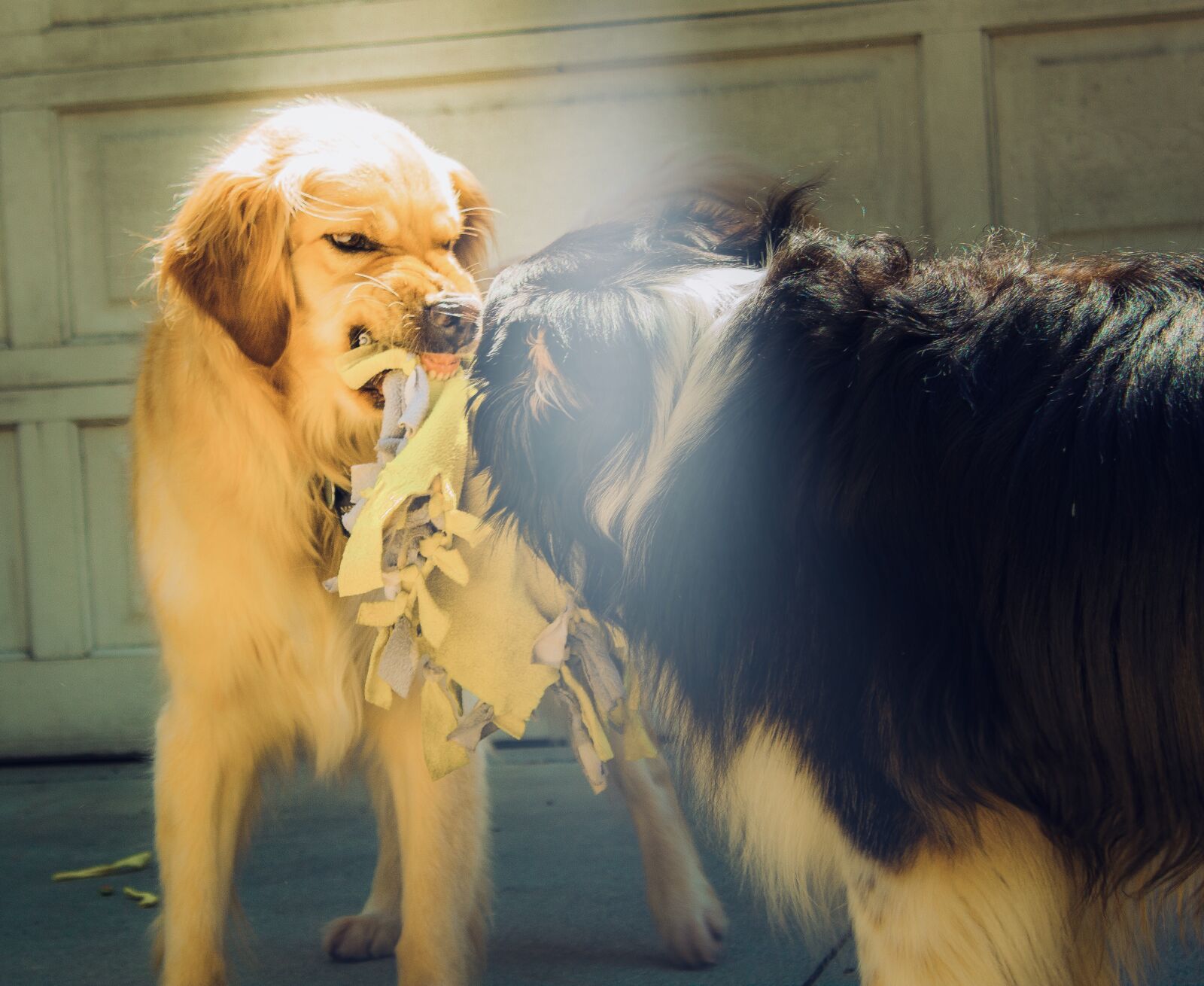Canon EOS 1300D (EOS Rebel T6 / EOS Kiss X80) sample photo. Dogs, snarling, aggressive photography