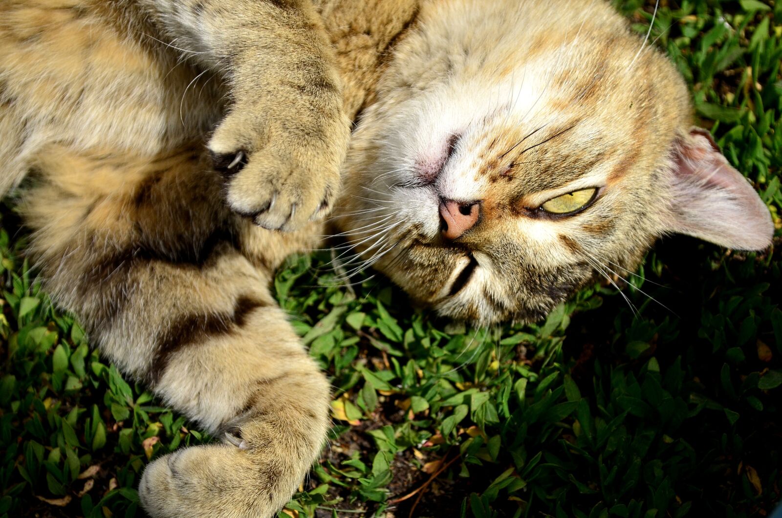 Nikon D5100 sample photo. Cat, redhead, dandelion photography