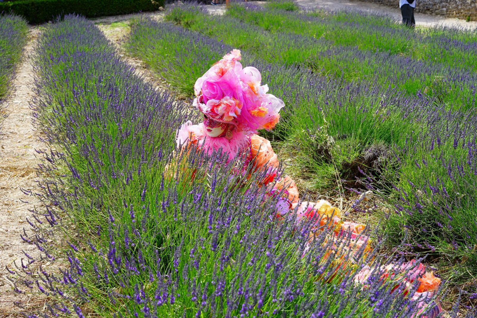 Sony a7 + Sony Sonnar T* FE 55mm F1.8 ZA sample photo. Woman, costume, lavender field photography