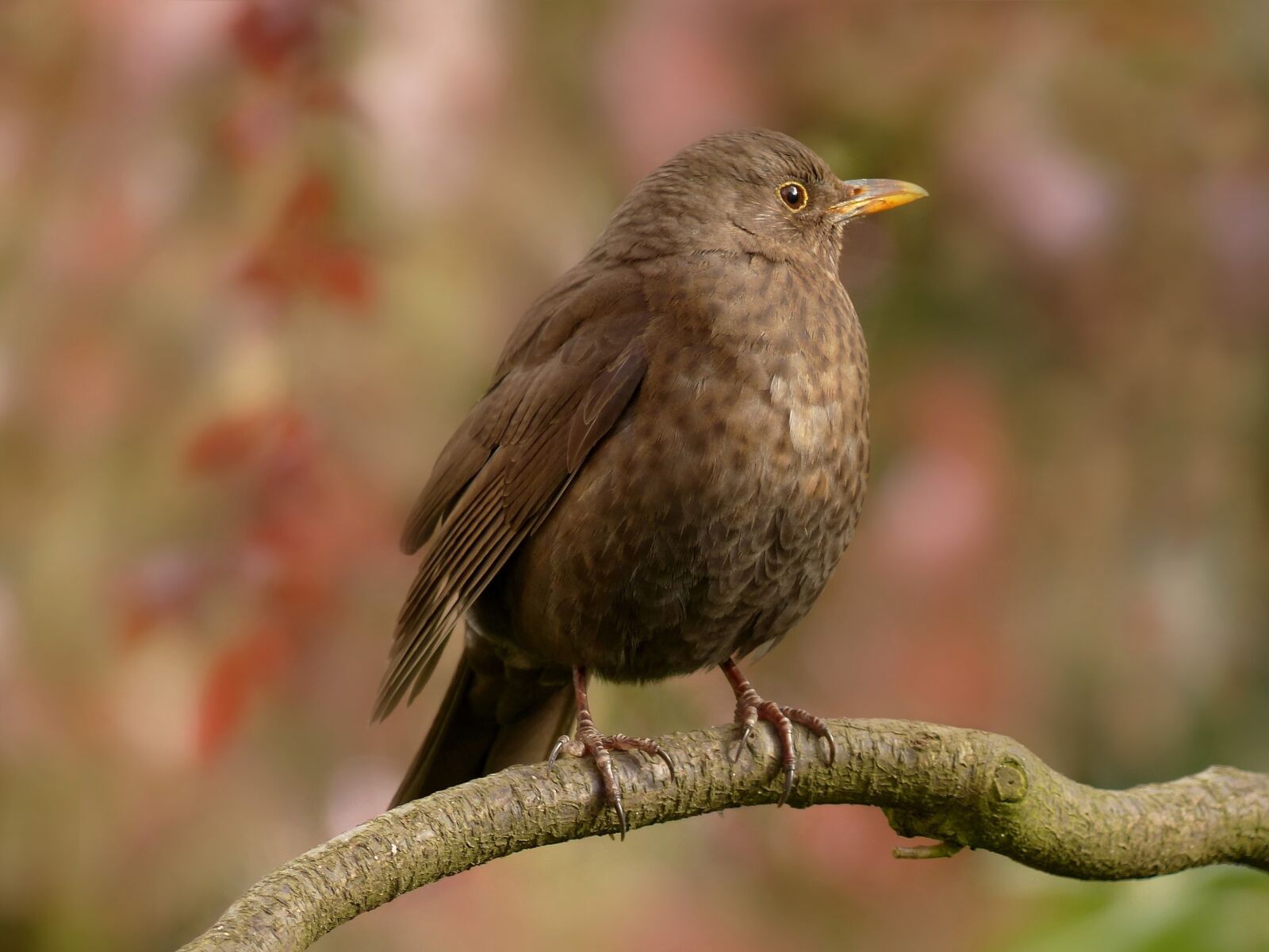 Panasonic Lumix DMC-FZ200 sample photo. Animal, bird, throttle photography