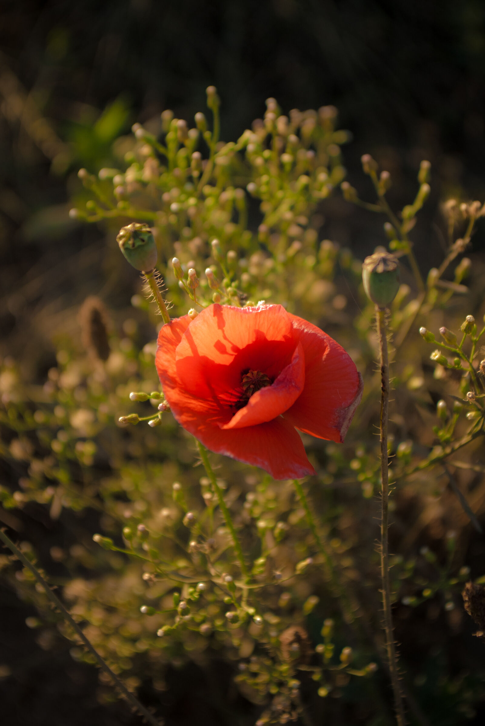 Pentax *ist DS sample photo