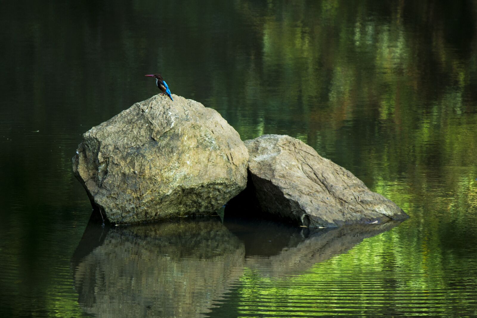 Canon EOS 550D (EOS Rebel T2i / EOS Kiss X4) sample photo. Bird, animals, rock photography