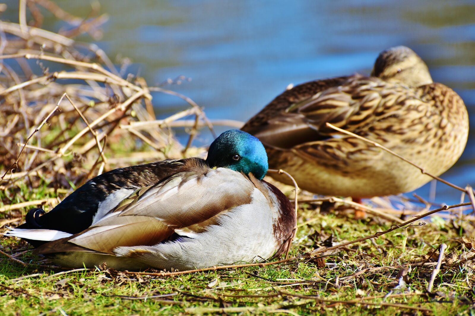 Nikon D7200 sample photo. Ducks, waterfowl, mallard photography