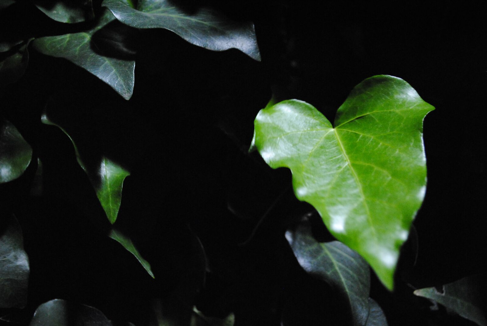 Nikon D3000 sample photo. Green, plant, leaf photography