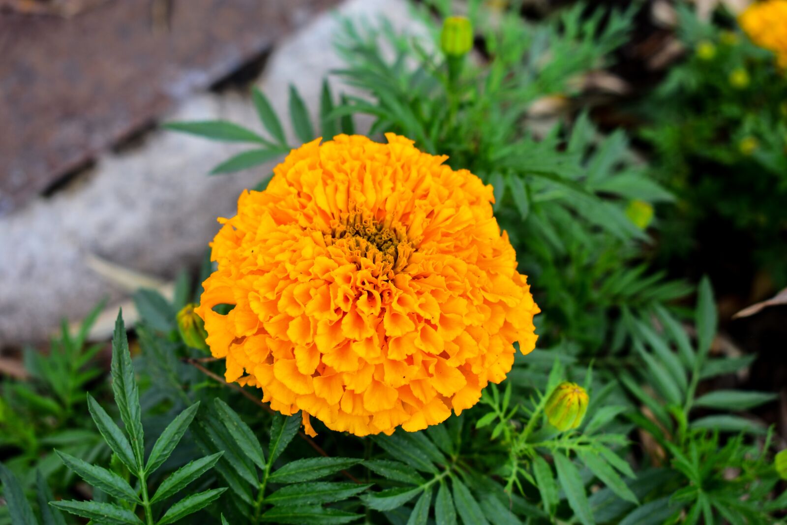 Nikon D3400 sample photo. Nature, plant, leaf photography