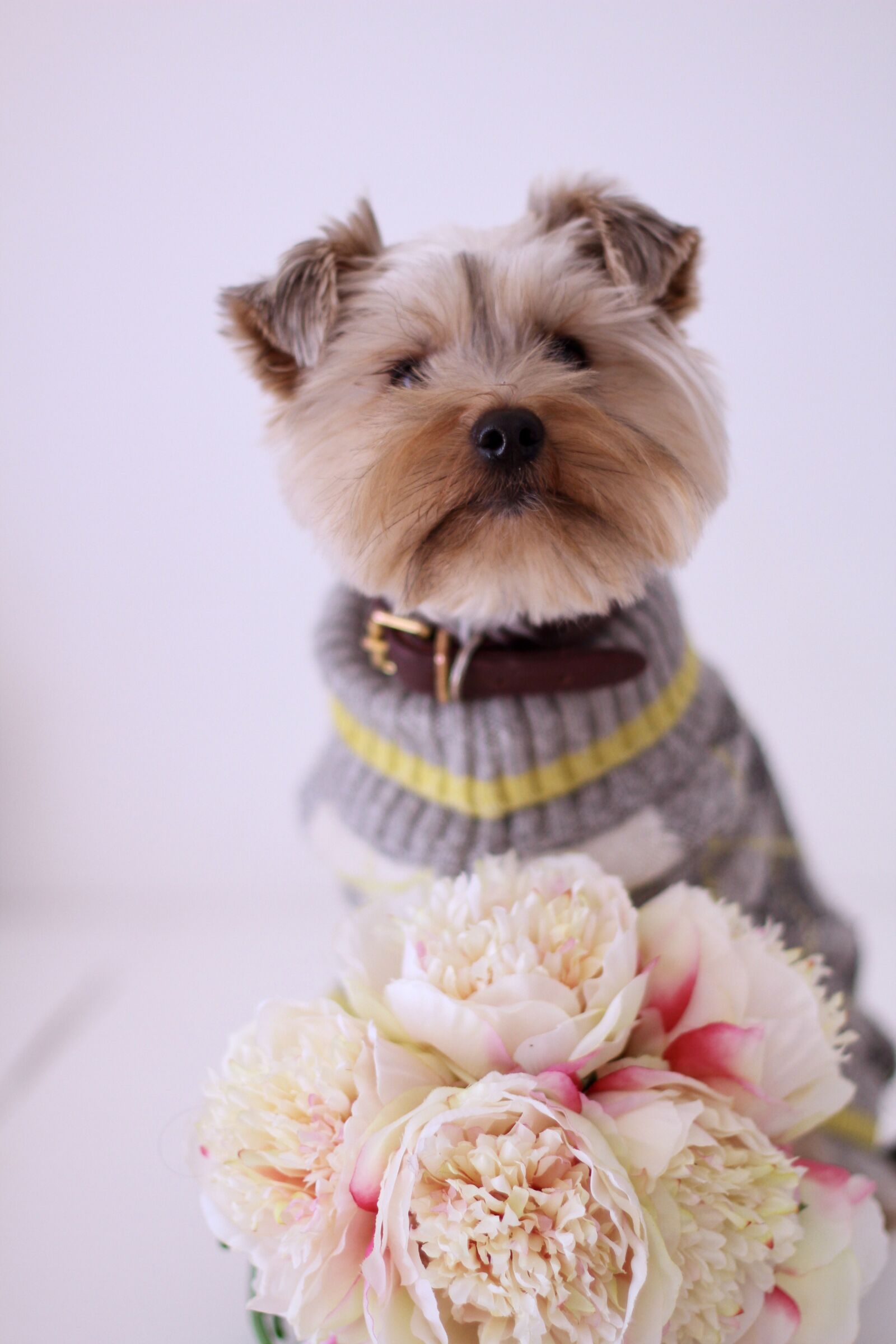 Canon EOS 7D sample photo. Dog, yorkshire terrier, paris photography
