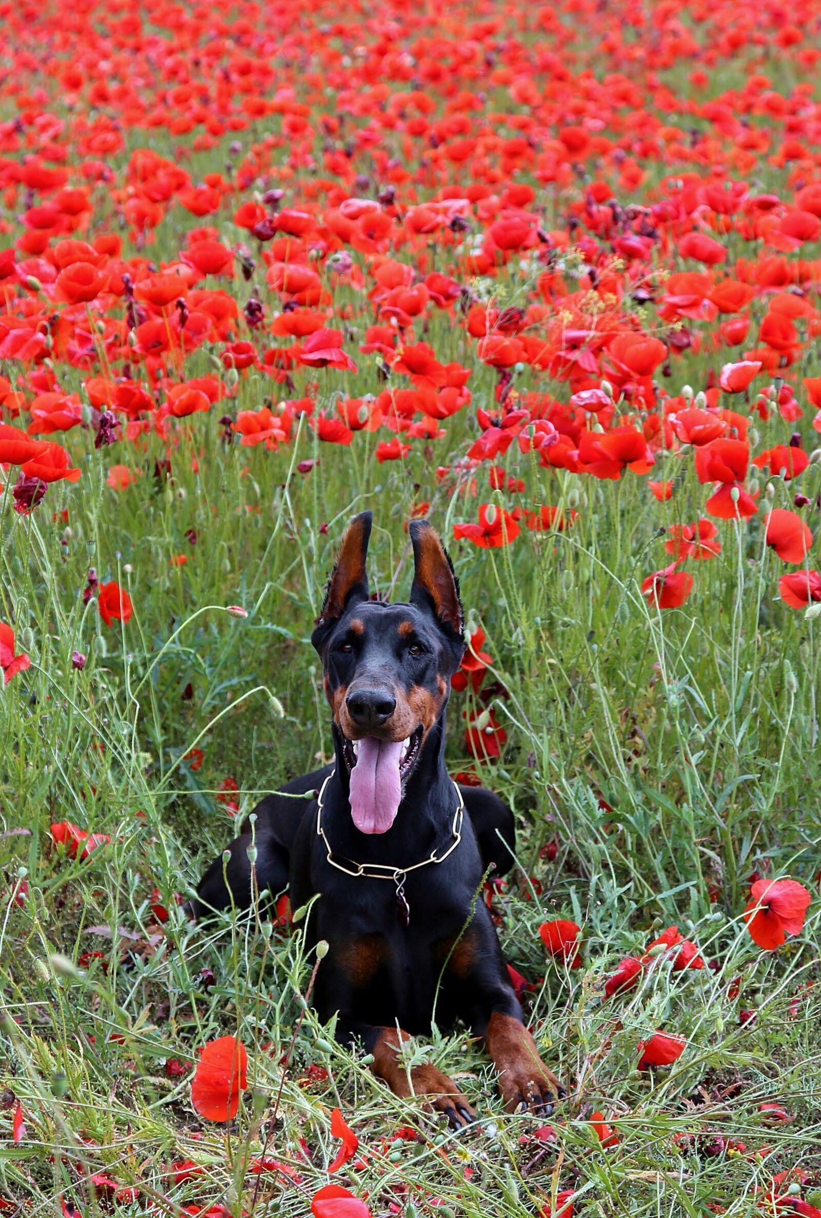 Canon EOS 600D (Rebel EOS T3i / EOS Kiss X5) sample photo. Doberman dog lies, poppy photography