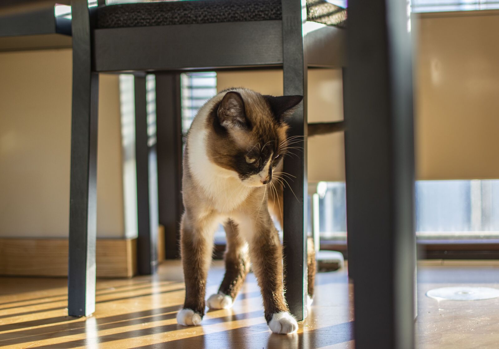 Nikon D5200 sample photo. Cat, indoor, pet photography