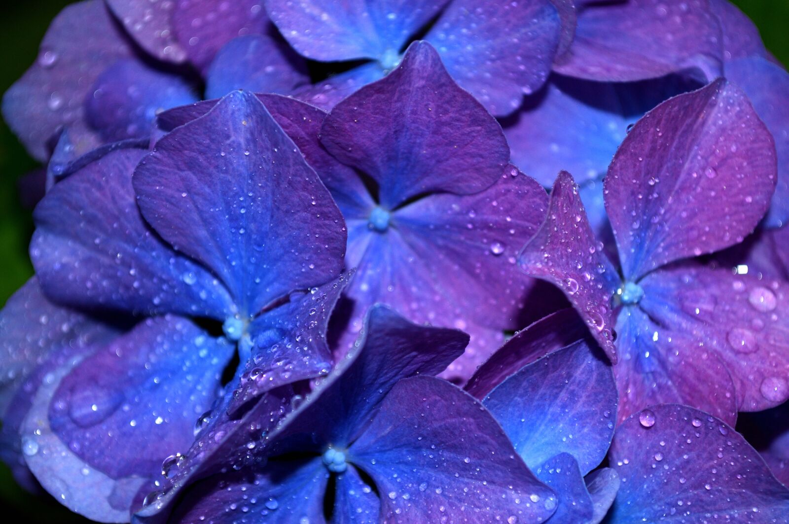 Nikon D5000 sample photo. Hydrangea, flower, garden photography