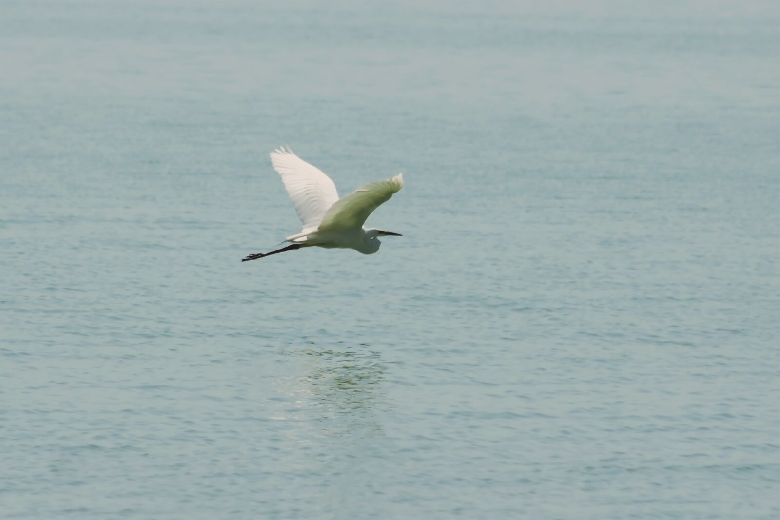Canon EF75-300mm f/4-5.6 sample photo. Great, white, heron photography