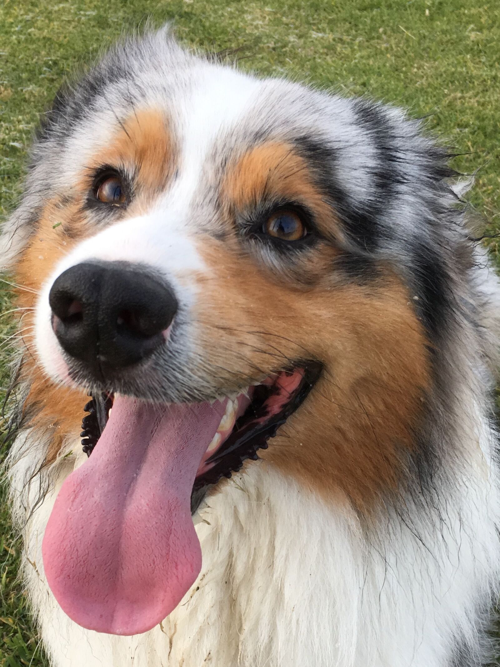 Apple iPhone 6s sample photo. Dog, dog tongue, cute photography