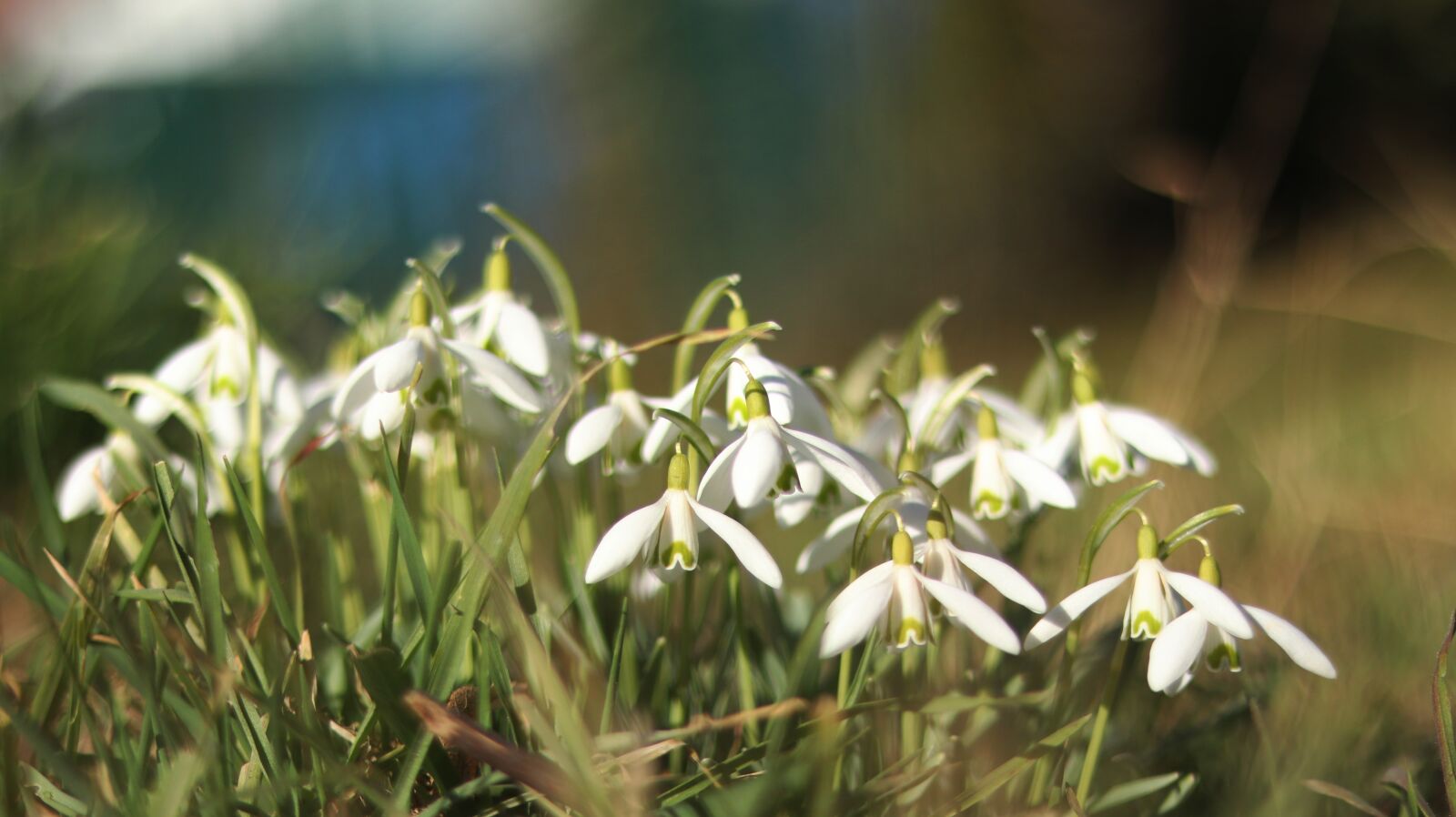 Canon EF 50mm F1.8 STM sample photo. Snowdrop, spring, flower photography