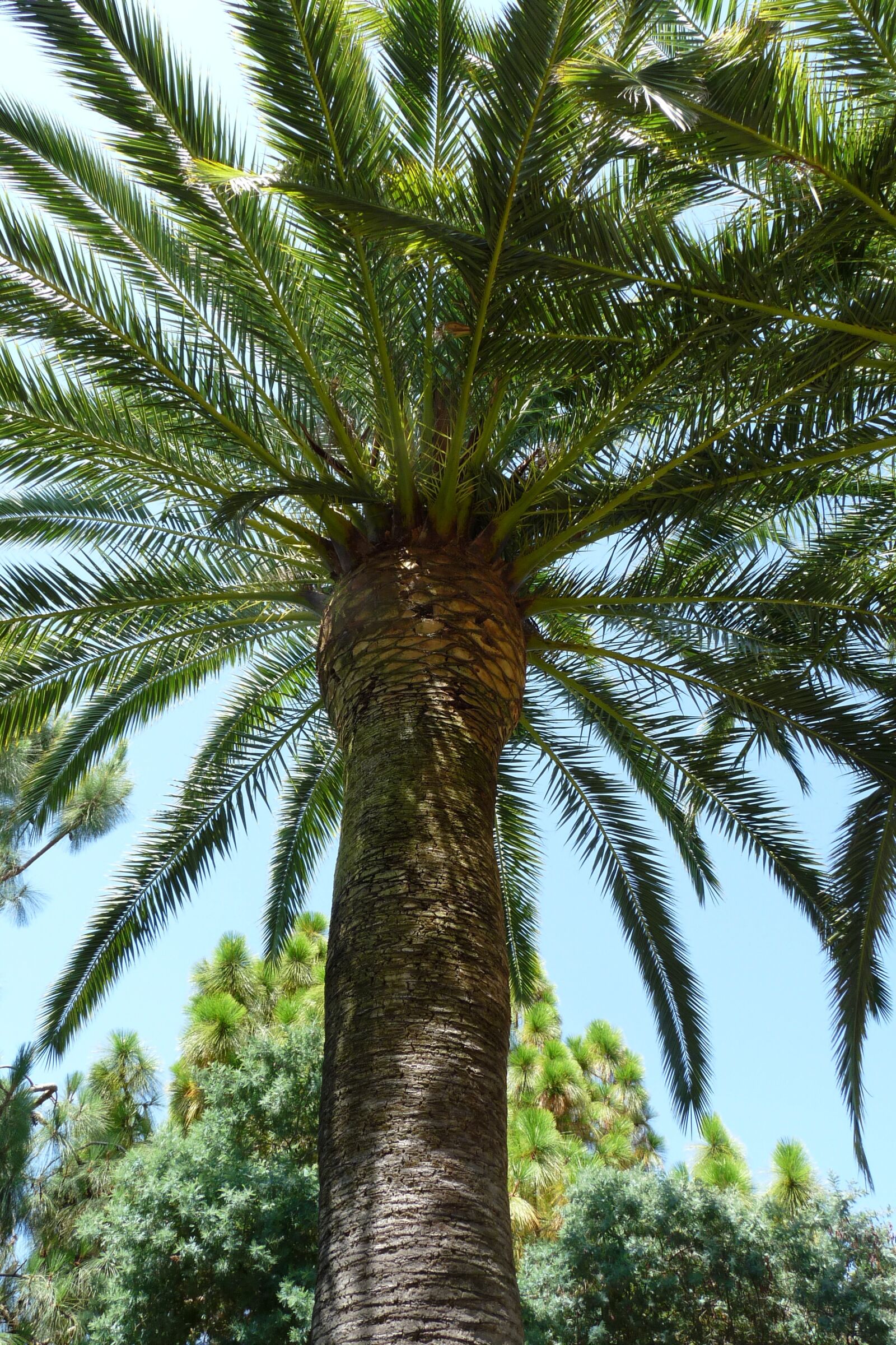 Panasonic Lumix DMC-FZ28 sample photo. Palma, holidays, palm trees photography