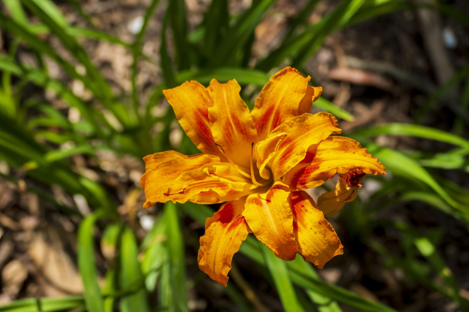 Panasonic Lumix DMC-FZ1000 sample photo. Flower, orange, yellow photography