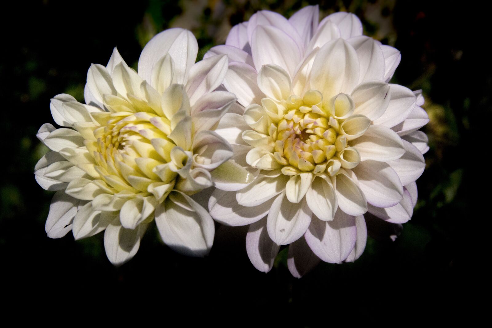 Canon EOS 700D (EOS Rebel T5i / EOS Kiss X7i) sample photo. Flower, white, white flowers photography