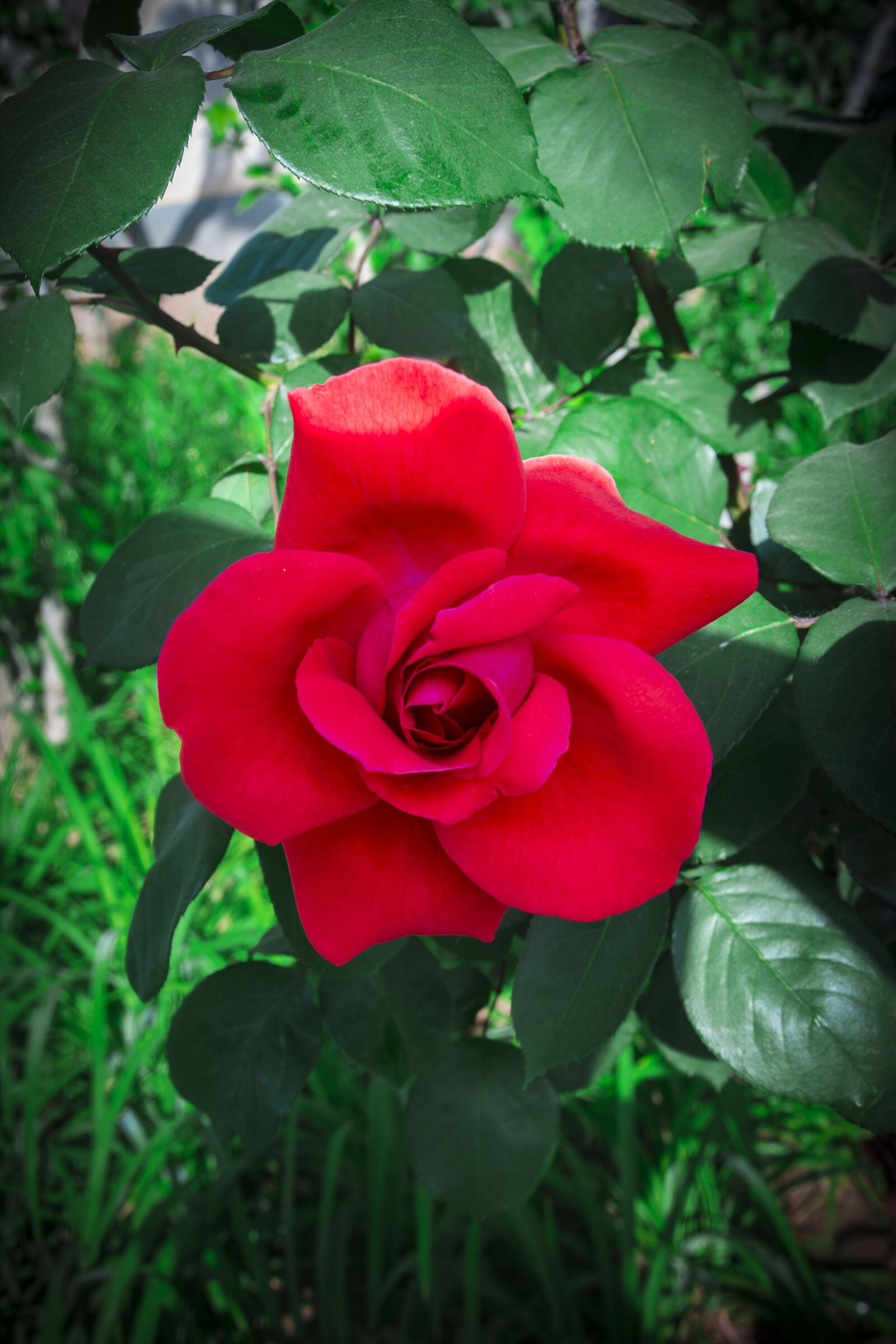 Nikon D5200 sample photo. Flower, blooming flowers, peony photography