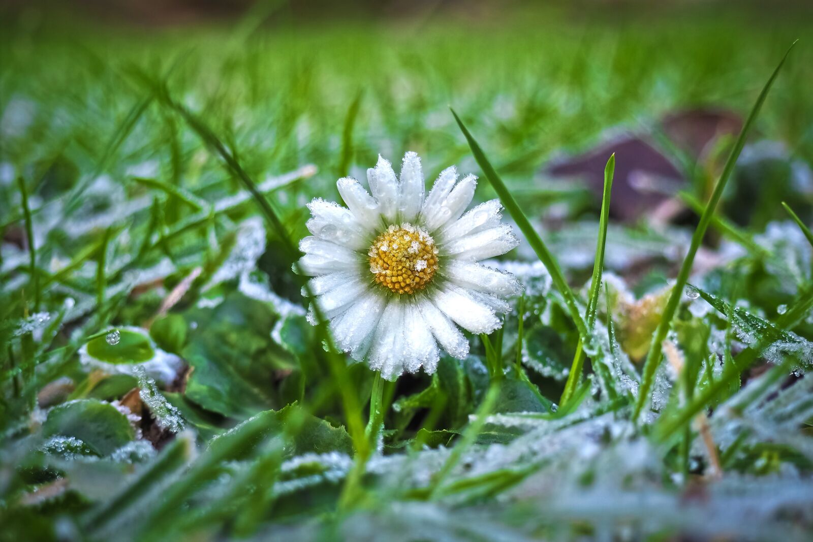 Olympus OM-D E-M10 sample photo. Margarite, daisy, meadow photography