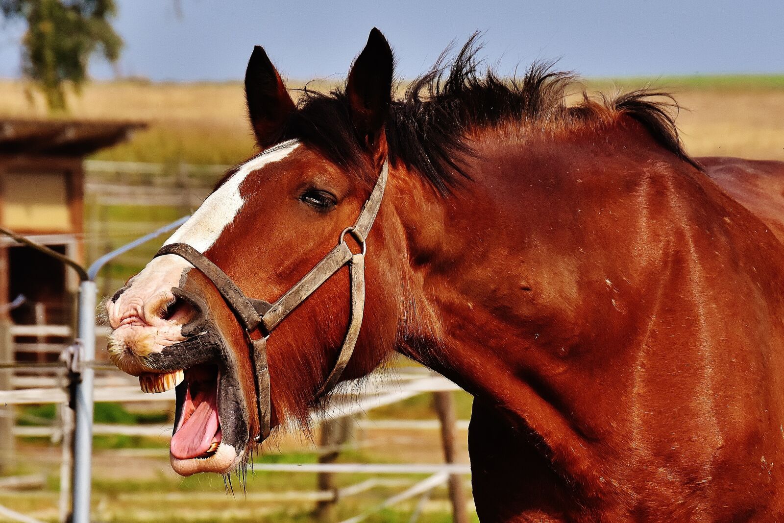 Nikon D7200 sample photo. Shire horse, horse, stick photography