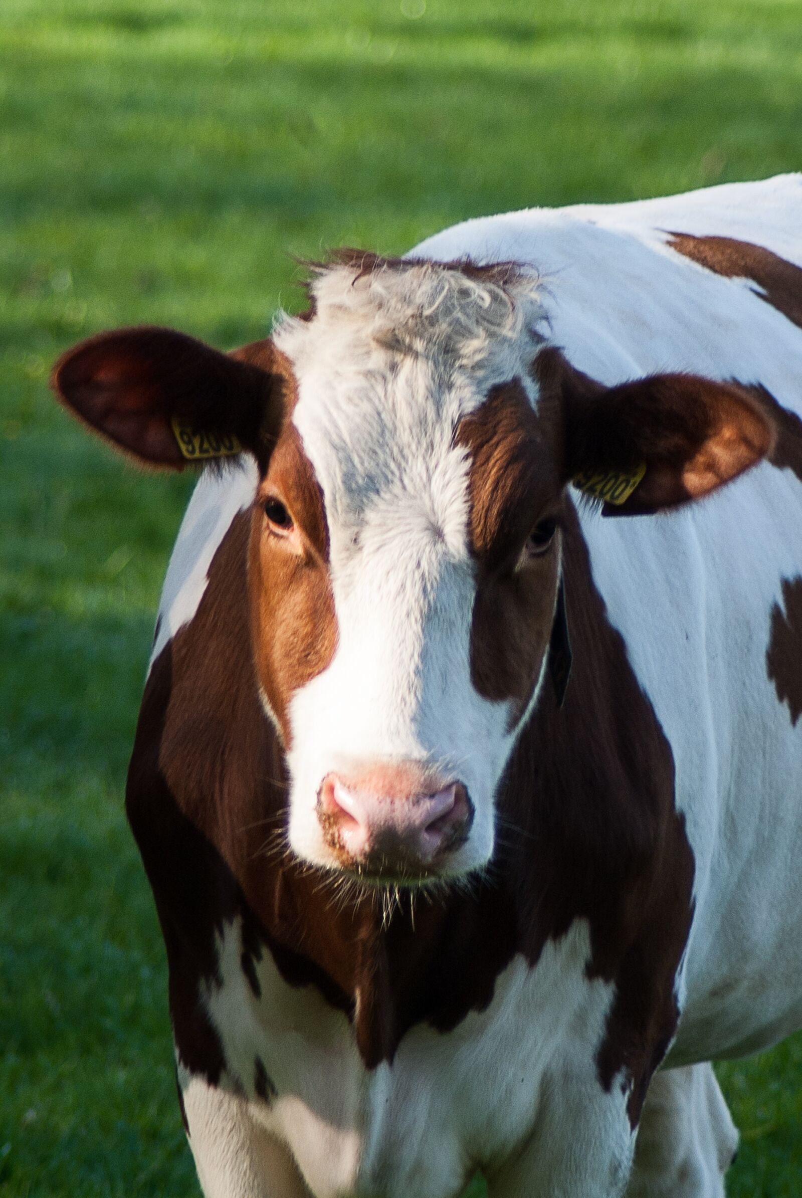 Nikon D3000 sample photo. Cow, mammals, farm photography