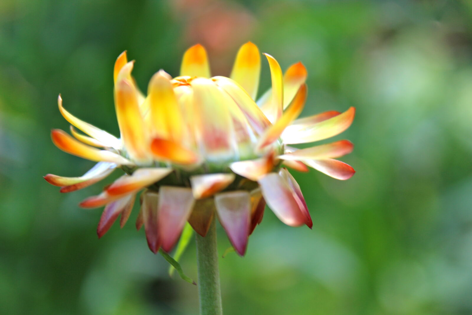 Canon EOS 1200D (EOS Rebel T5 / EOS Kiss X70 / EOS Hi) sample photo. Flower, garden, nature photography