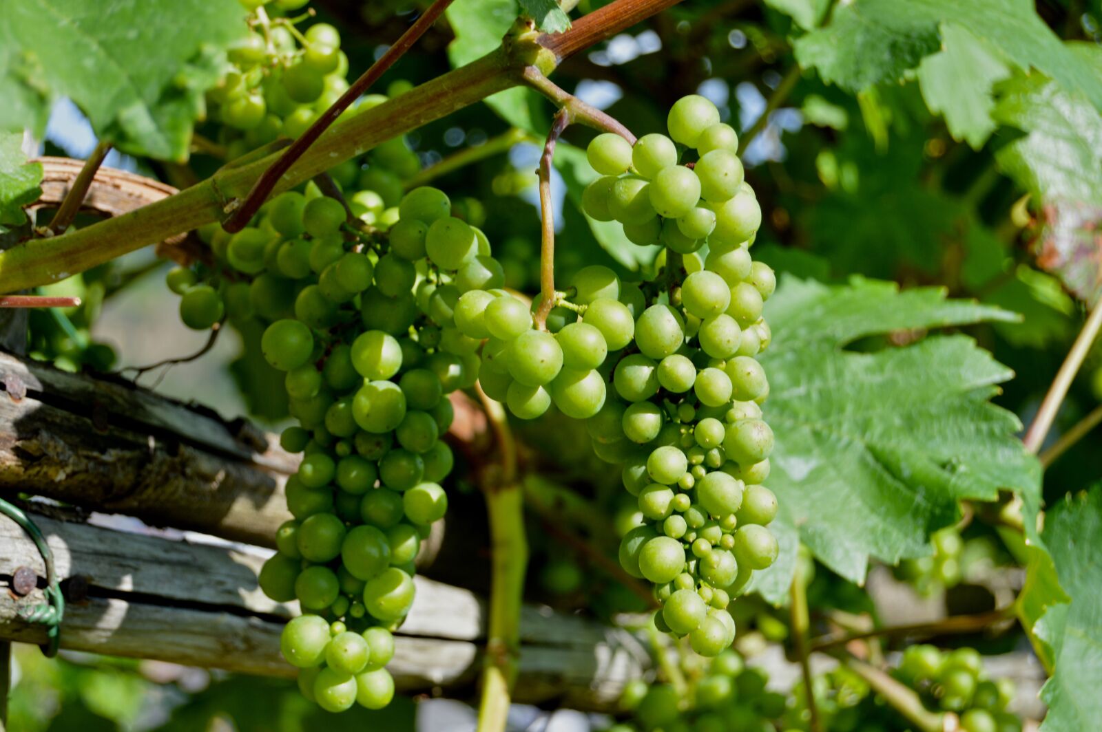 Nikon D3200 sample photo. Rebstock, grapes, henkel photography