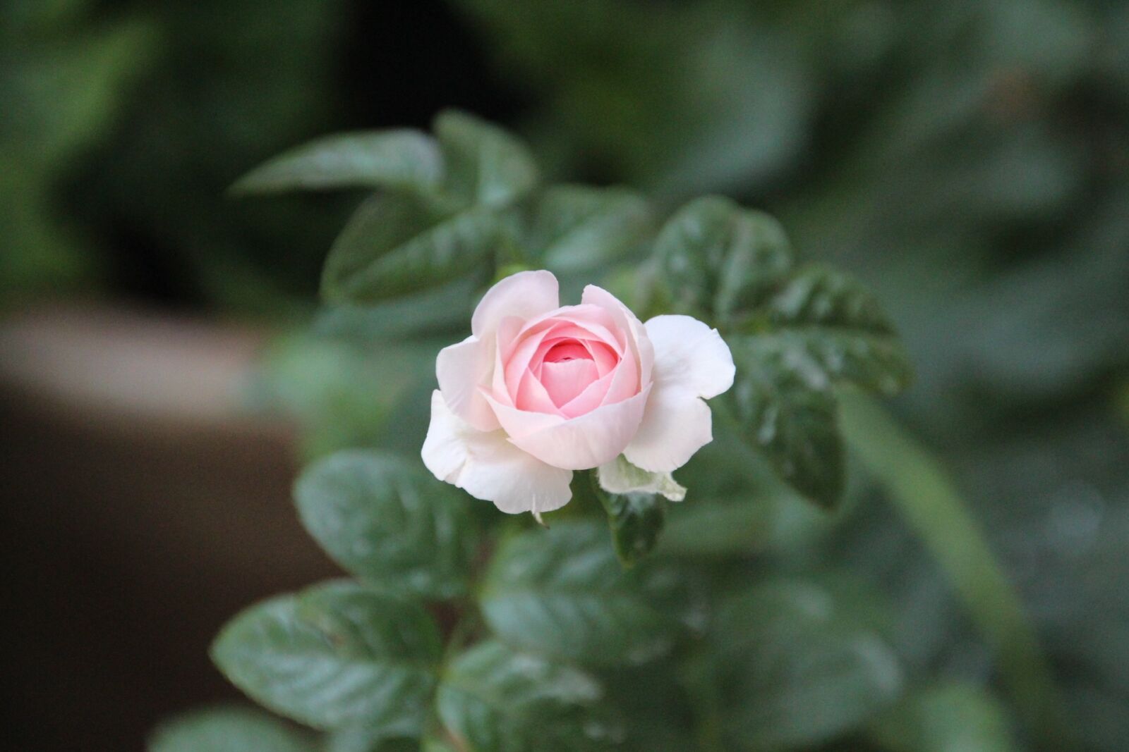 Canon EOS 650D (EOS Rebel T4i / EOS Kiss X6i) sample photo. Rose, flower, pink photography