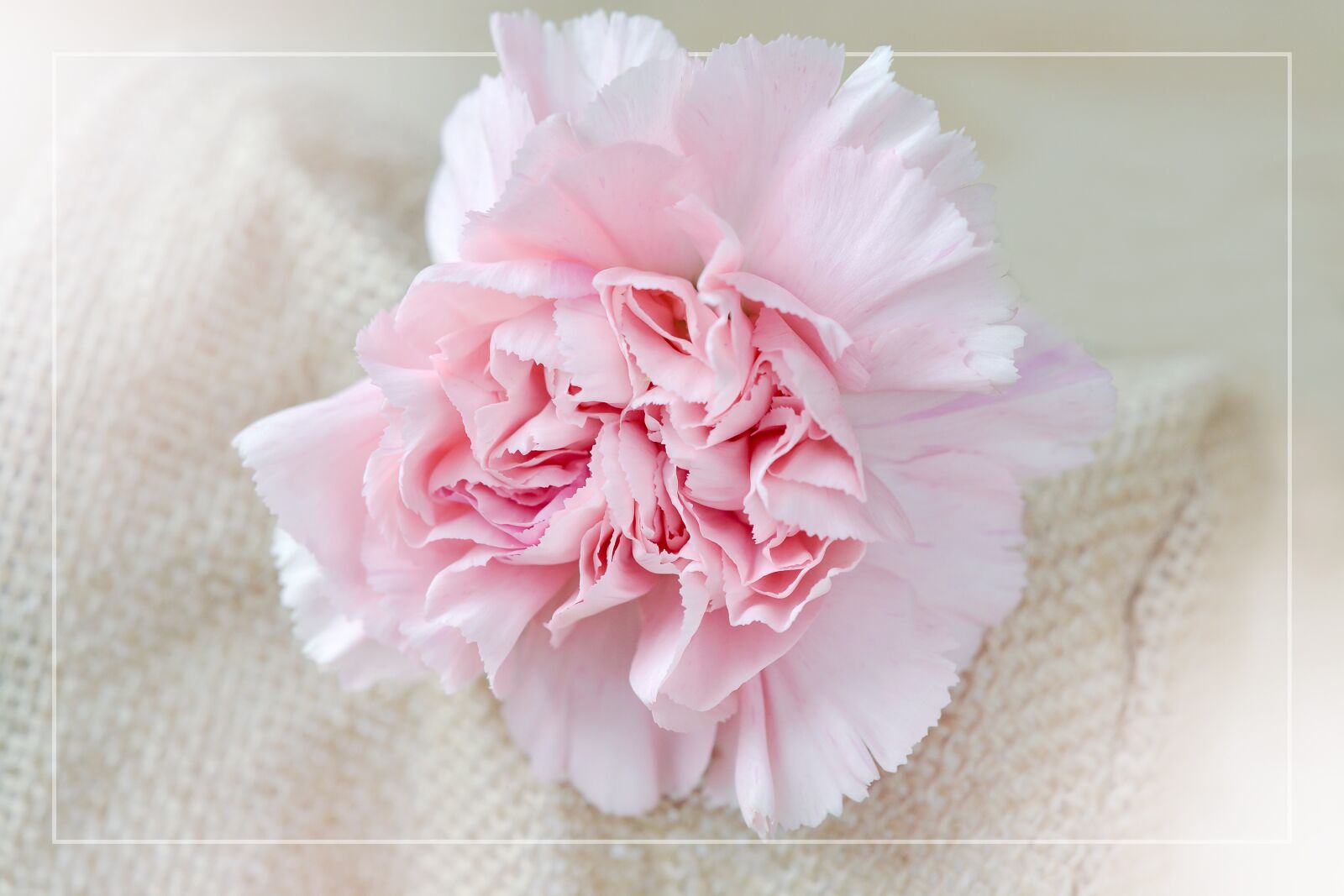 Nikon D7100 sample photo. Flower, clove blossom, pink photography