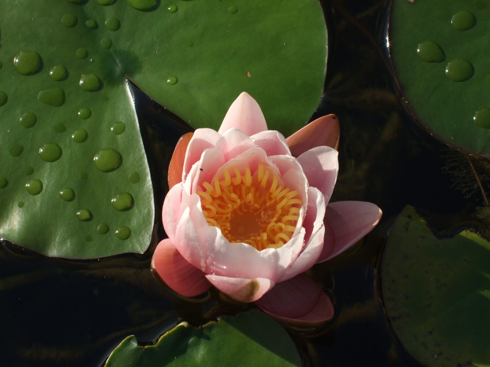 Fujifilm FinePix F47fd sample photo. Water lilies, flower, pond photography