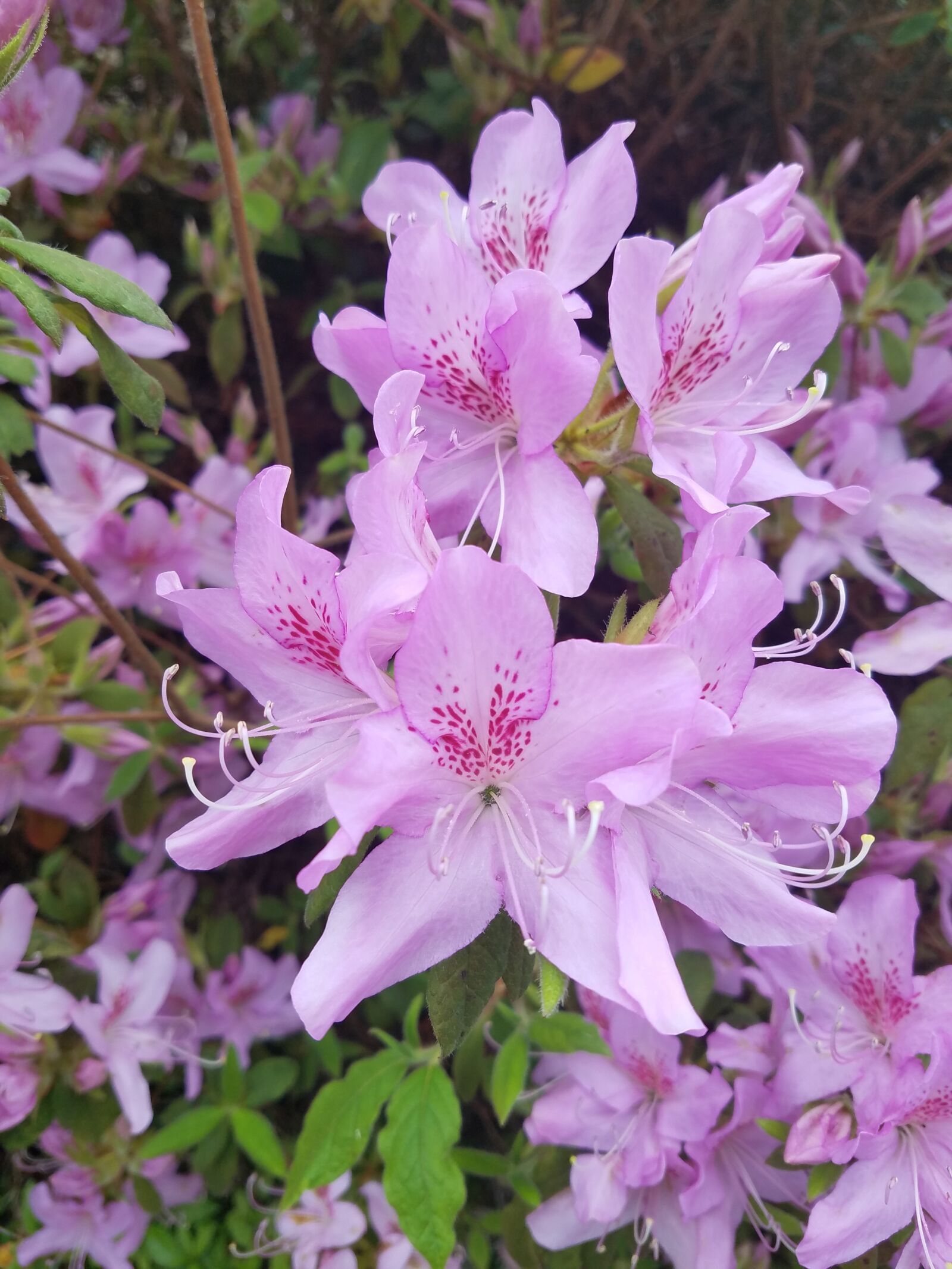 Samsung Galaxy S7 sample photo. Flower, pink, pink flowers photography