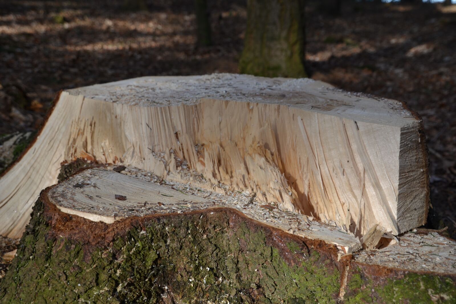 Nikon D3100 sample photo. Forest, wood, log photography