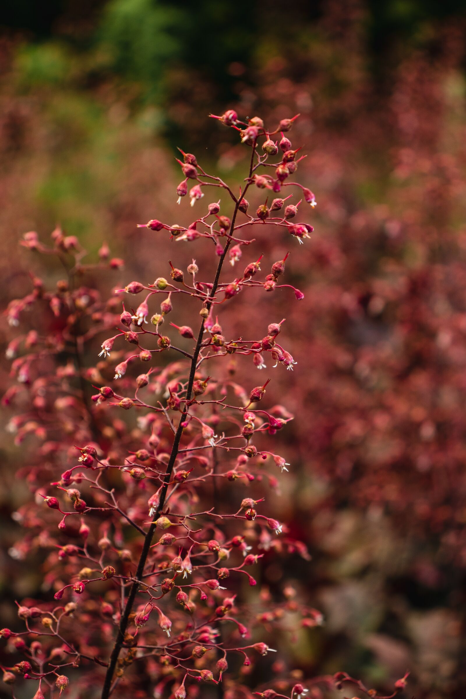 Canon EOS 77D (EOS 9000D / EOS 770D) sample photo. Flower, flowers, spring photography