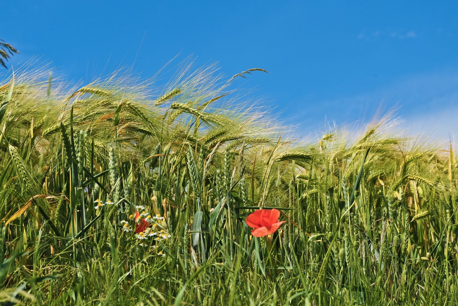 Olympus OM-D E-M10 sample photo. Grain, cornfield, field photography