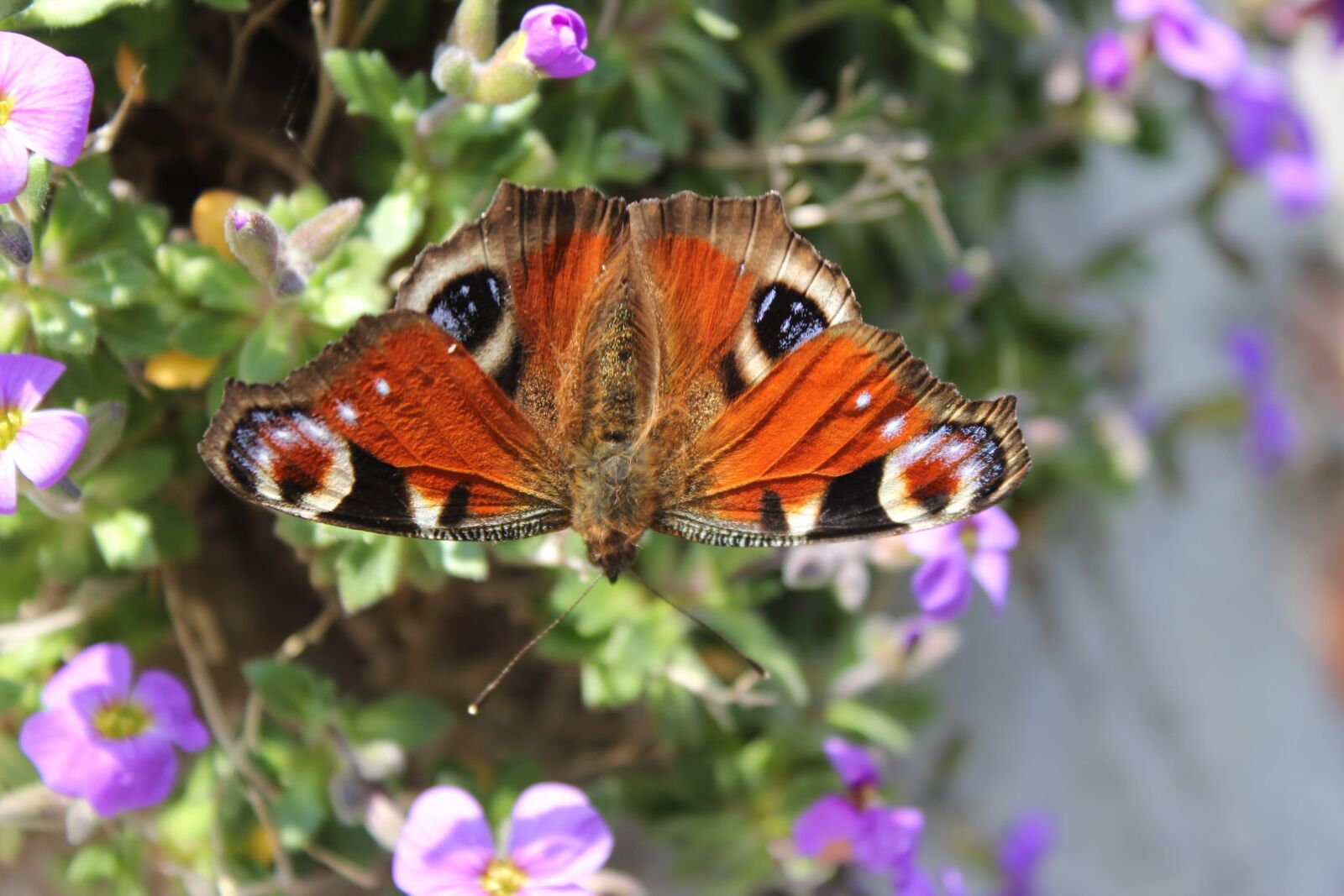 Canon EOS 550D (EOS Rebel T2i / EOS Kiss X4) sample photo. Peacock butterfly, butterfly, spread photography