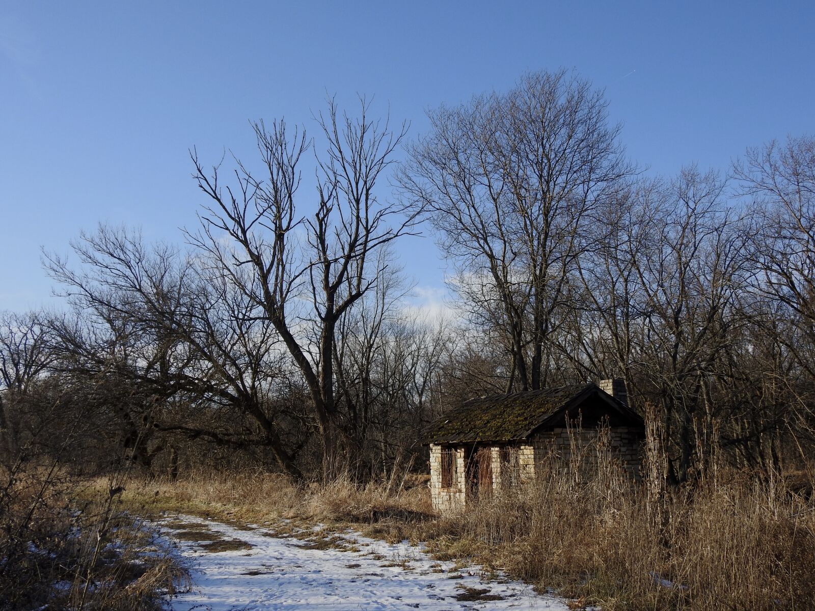 Nikon Coolpix P900 sample photo. Trees, cabin, snow photography