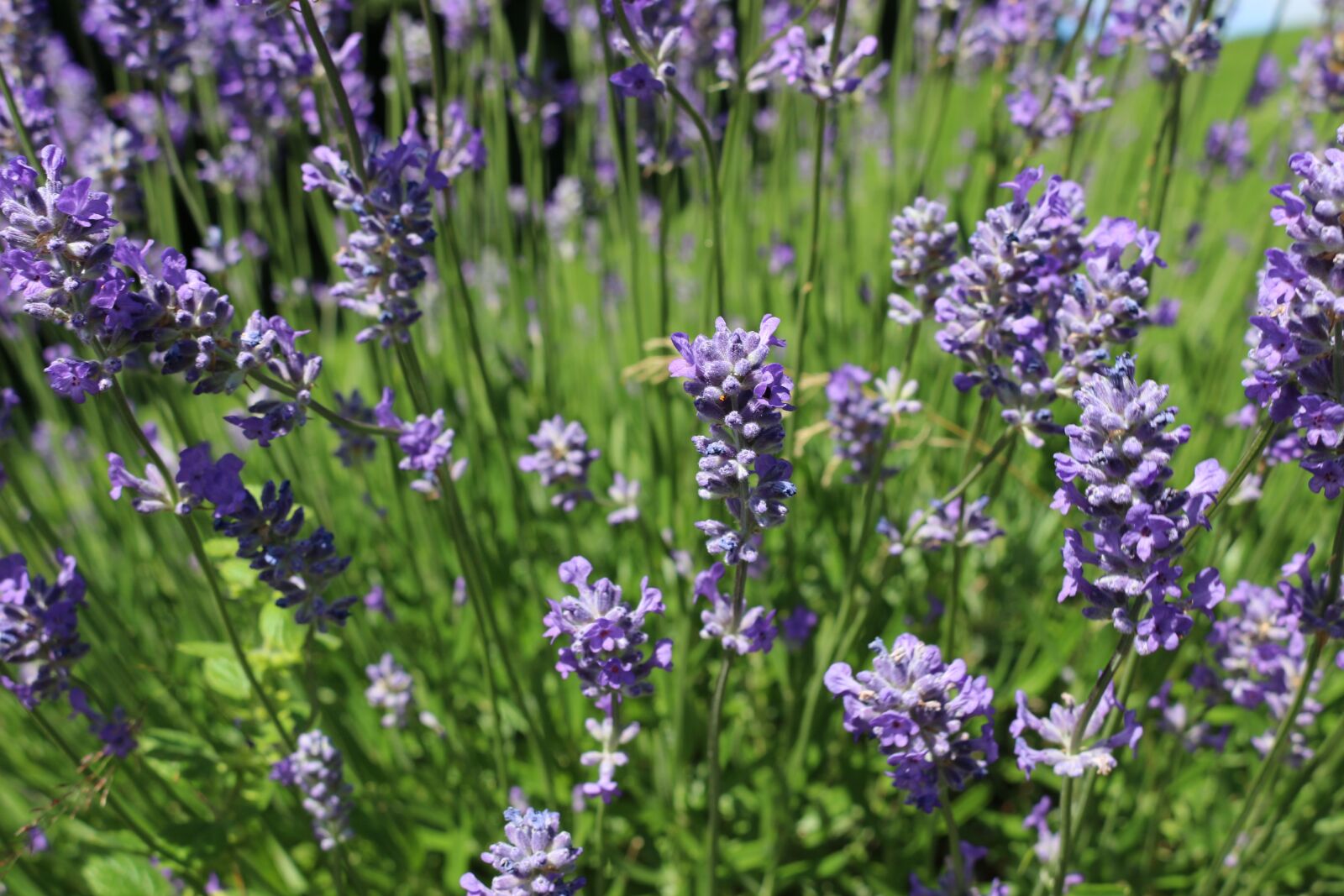 Canon EOS 100D (EOS Rebel SL1 / EOS Kiss X7) sample photo. Lavender, nature, summer photography
