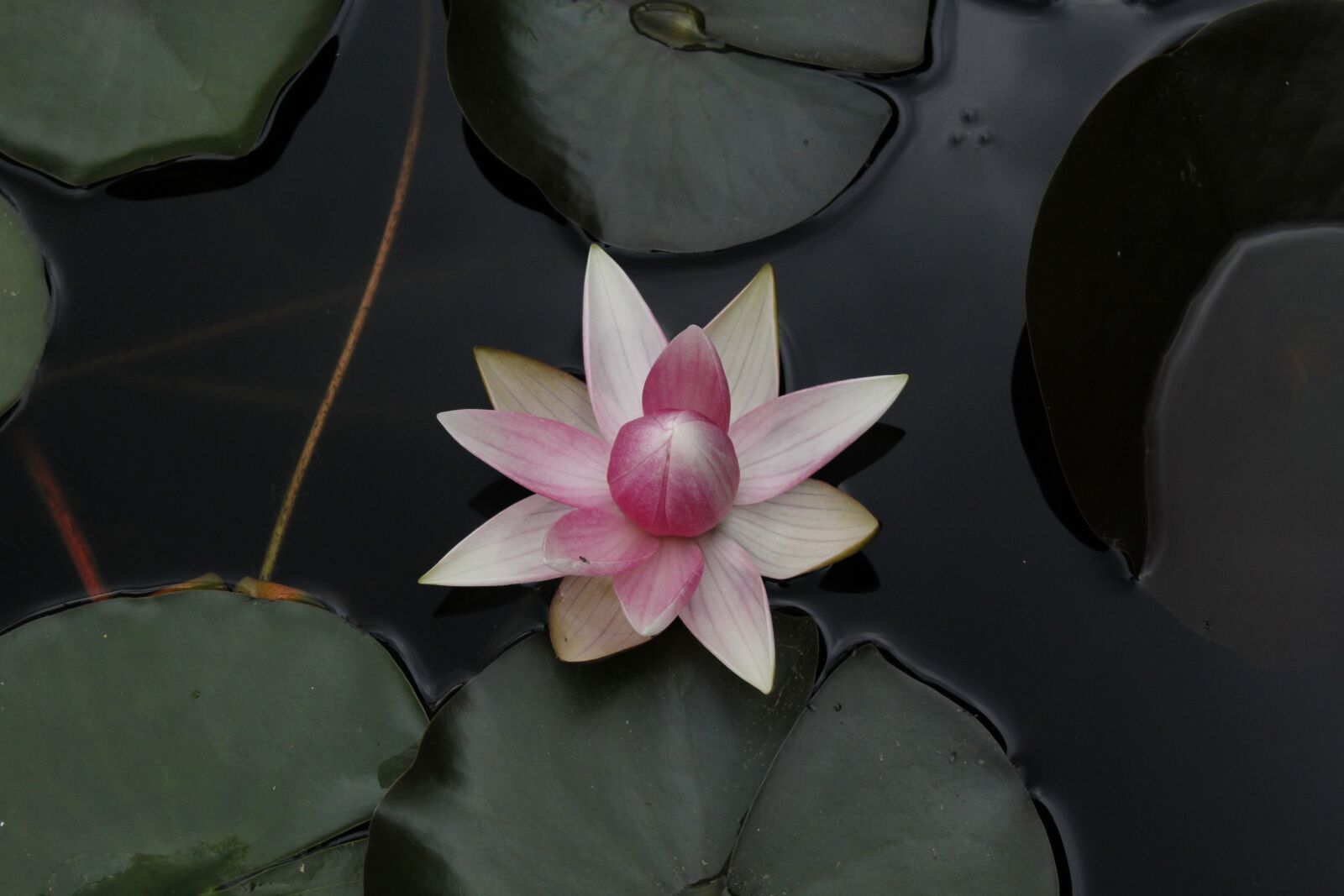 Canon EOS 1200D (EOS Rebel T5 / EOS Kiss X70 / EOS Hi) sample photo. Lotus, water lily, garden photography