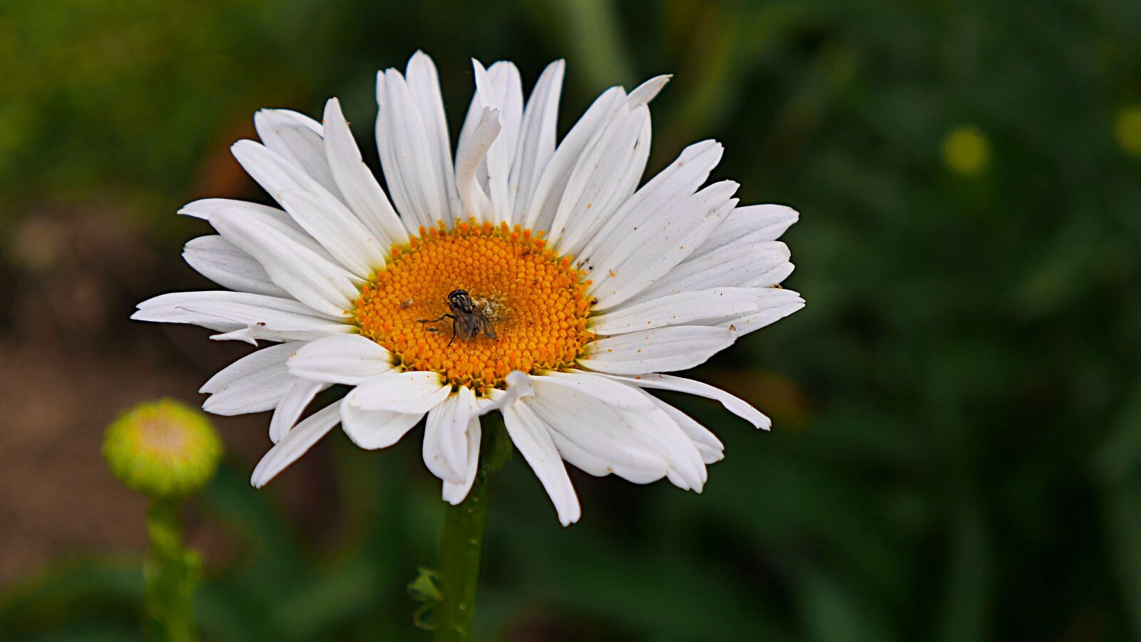 Panasonic Lumix DMC-GX7 sample photo. Flower, spring, summer photography
