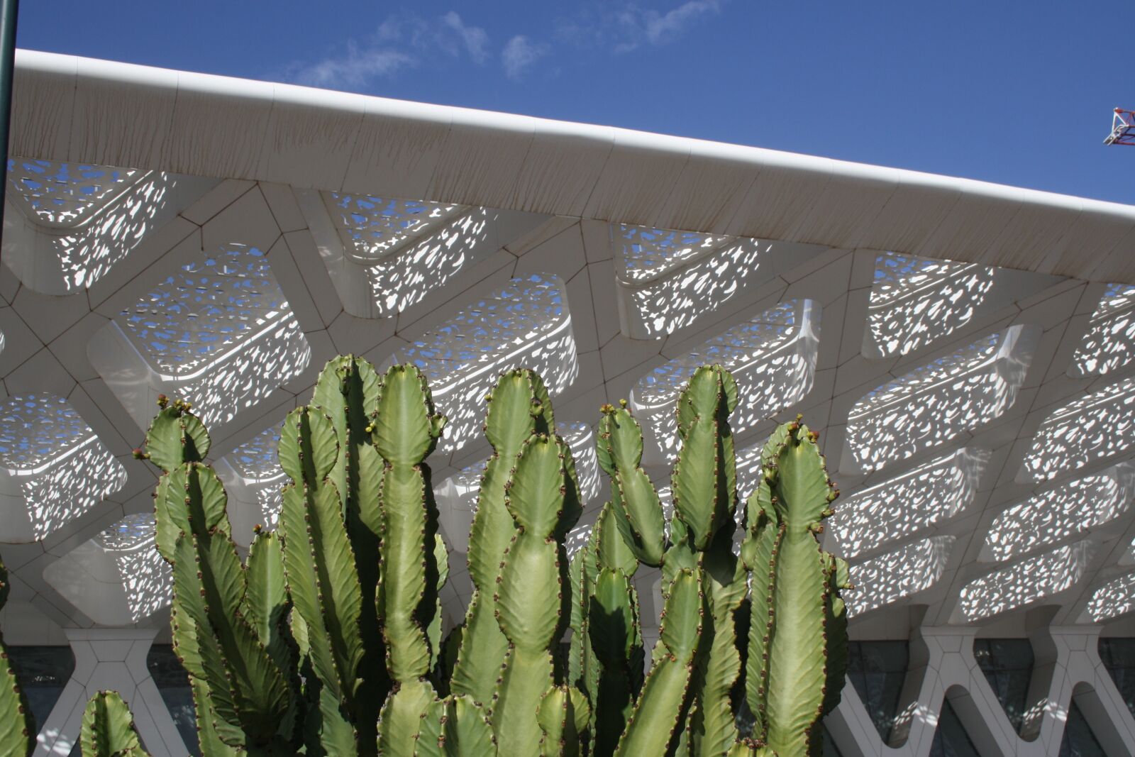 Canon EOS 1000D (EOS Digital Rebel XS / EOS Kiss F) sample photo. Marrakech, airport, cactus photography