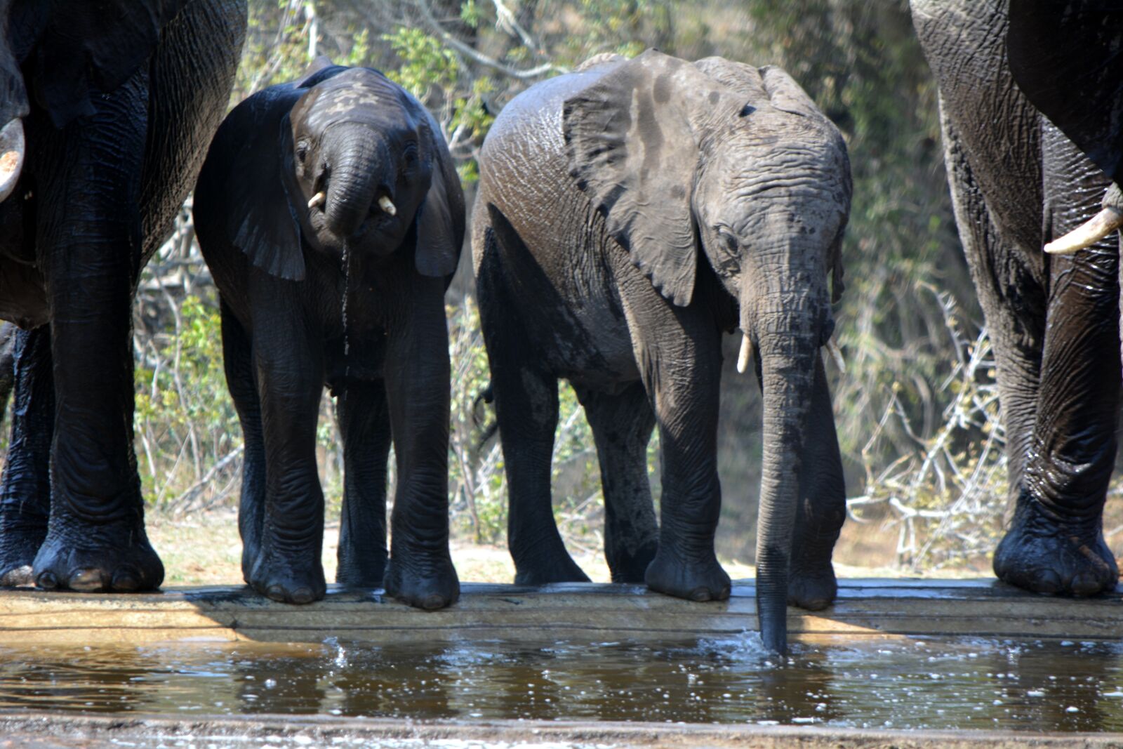Nikon D5200 sample photo. Baby elephant, wildlife, trunk photography