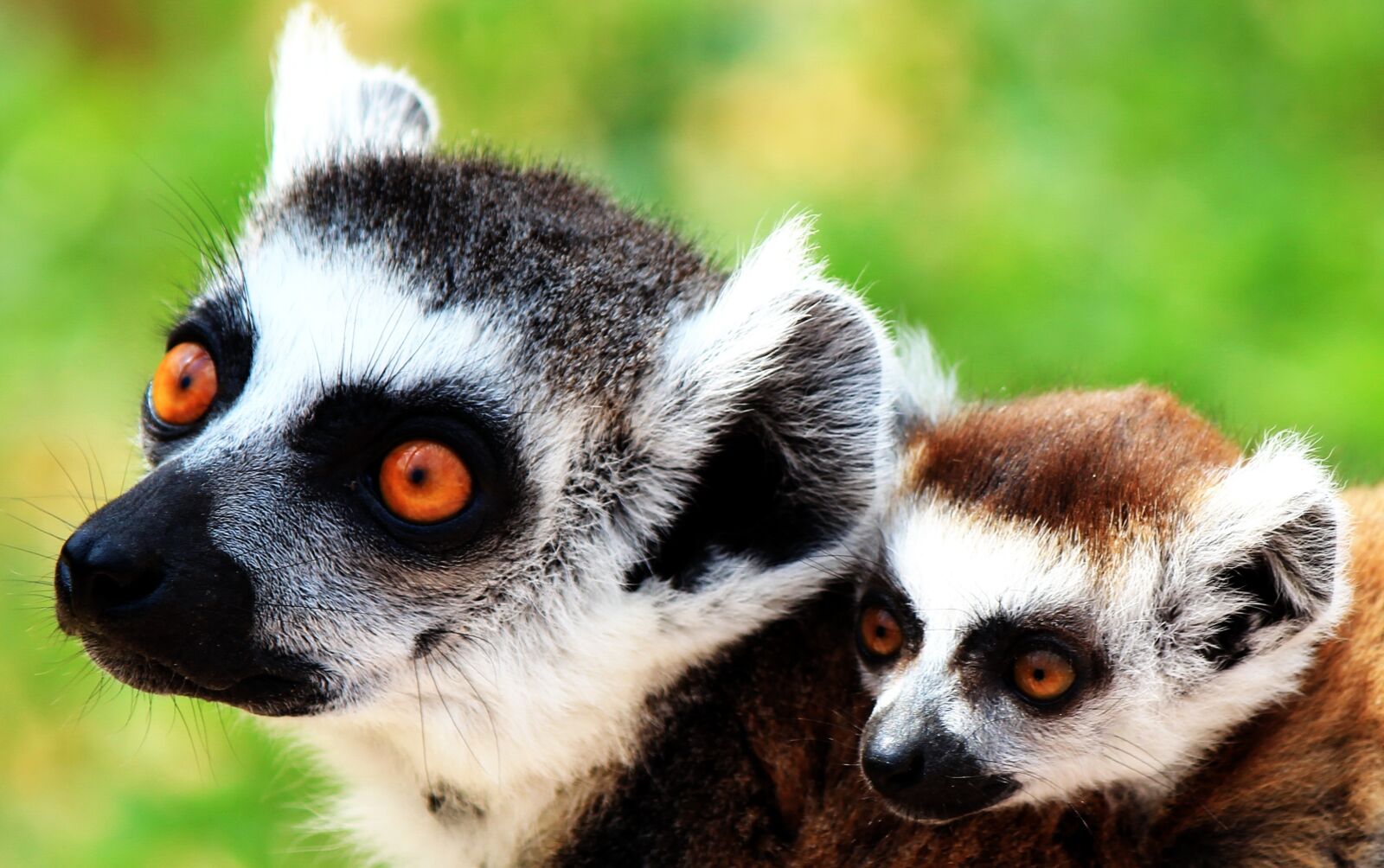 Canon EOS 600D (Rebel EOS T3i / EOS Kiss X5) sample photo. Lemur, mother, and photography